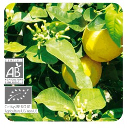 PRANAROM HUILE ESSENTIELLES BERGAMOTE 10ML PRANAROM HUILE ESSENTIELLES BERGAMOTE 10ML