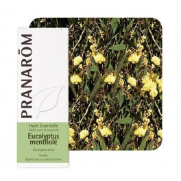 PRANAROM HUILE ESSENTIELLE EUCALYPTUS MENTHOLE 10ML PRANAROM HUILE ESSENTIELLE EUCALYPTUS MENTHOLE 10ML